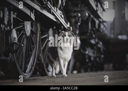 Border-Collie-Australian-Shepherd-Mongrel Stockfoto