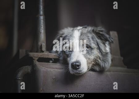 Border-Collie-Australian-Shepherd-Mongrel Stockfoto