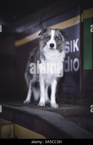 Border-Collie-Australian-Shepherd-Mongrel Stockfoto