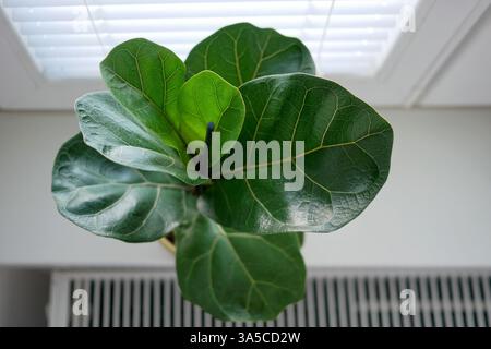 Ficus lyrata in einem Blumentopf steht am Fenster. Blick von oben. Stockfoto