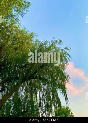 Weidenbaumsilhouette an einem ruhigen Abend. Hochwertige Fotos Stockfoto
