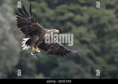 Meer und Seeadler Stockfoto