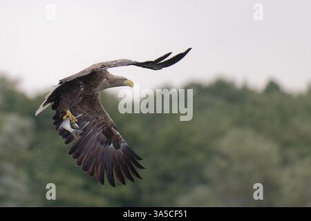 Meer und Seeadler Stockfoto