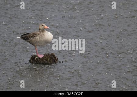 Graugans Stockfoto