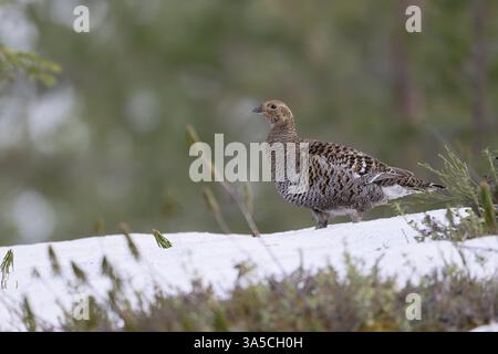 Birkhahn Stockfoto