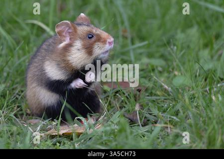 Eurasischen Hamster Stockfoto