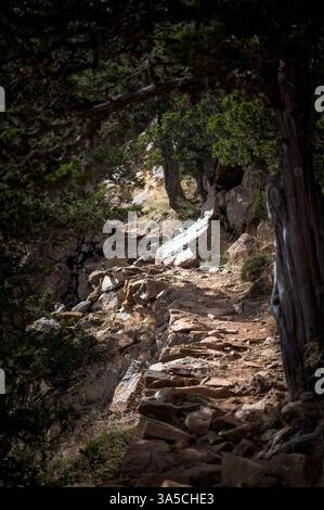 Felsiger Pfad schlängelt sich durch dichten Wald in den troodos-Bergen und zeigt die natürliche Schönheit und das zerklüftete Gelände der zyprischen Landschaft Stockfoto