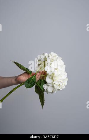Weiße Hortensie blüht in den Händen einer jungen Frau auf grauem Hintergrund. Romantisch, schöner Hintergrund mit Platz für Text. Stockfoto