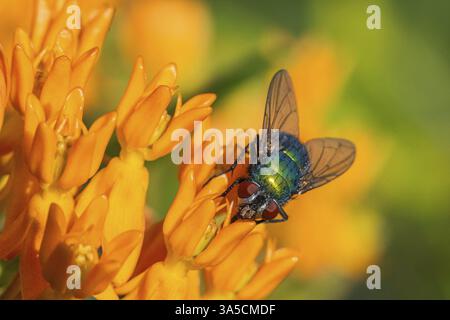 Greenbottle Stockfoto
