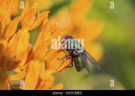 Greenbottle Stockfoto
