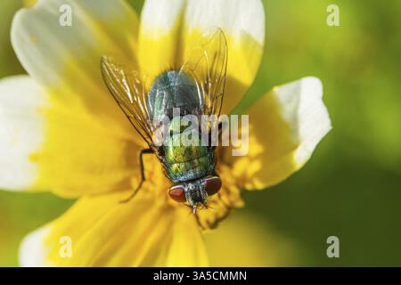 Greenbottle Stockfoto