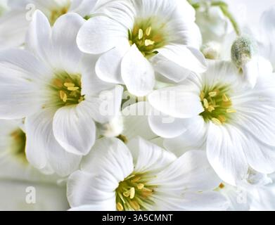 Nahaufnahme einer weißen Frühlingsblume, Hintergrund der Natur. Stockfoto