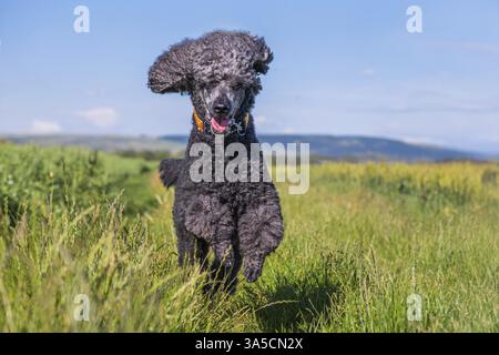 Royal Standard Pudel Stockfoto