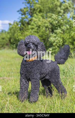 Royal Standard Pudel Stockfoto