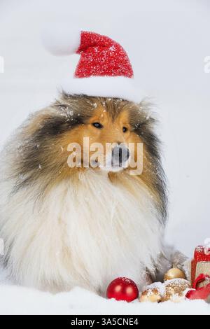 Langhaarige Collie im Winter Stockfoto
