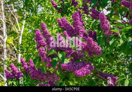 Ein Flieder-Busch mit rosa lila Blumen blüht in einem Garten im Frühling. Stockfoto