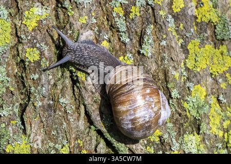 Escargot Stockfoto