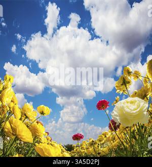 Üppige Kumuluswolken fliegen am blauen Himmel. Üppiger gelber Garten Ranunculus in einem Kibbutz Feld mit einem herrlichen Teppich. Ein Meer aus Blumen. Israel. Wunderbar Stockfoto