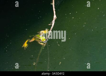 Der Frosch sitzt auf einem Baumzweig und schwimmt im Wasser. Stockfoto