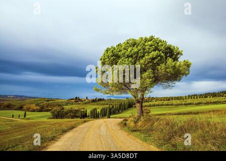 Flache Reihen von gepflügten Feldern und Wiesen. Malerische Hügel der legendären Toskana. Unbefestigter Weg führt durch die Hügel. Wunderschönes Italien. Das Konzept o Stockfoto