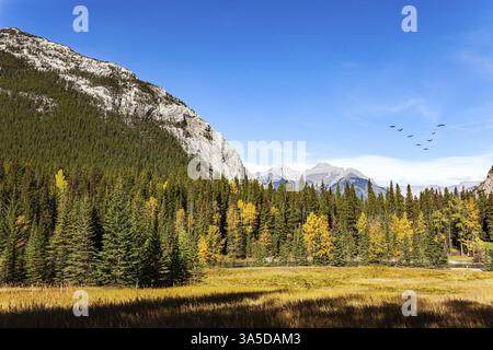 Die Banff in den Rocky Mountains. Kanada. Sonniger Tag im Herbst indischen Sommer. Die Berge sind mit dichtem Fichtenwald bedeckt Stockfoto