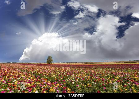 Die leuchtend üppige Frühlingsblume der Gartenbutterblume in Israel. Rote, gelbe und orangene Blüten im Kibbuz-Feld. Konzept von aktiv und ökologisch Stockfoto