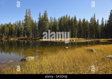 Ein ruhiger See, umgeben von Wäldern, in den Bergen des Yosemite Parks. Frühherbstmorgen Stockfoto