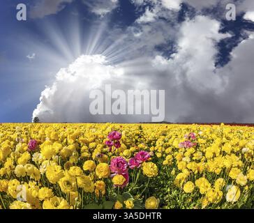 Die Pracht blühender rosafarbener und gelber Butterblumen. Die heiße Frühlingssonne scheint zwischen den üppigen Cumuluswolken. Das Konzept von ökologisch, ländlich und ph Stockfoto