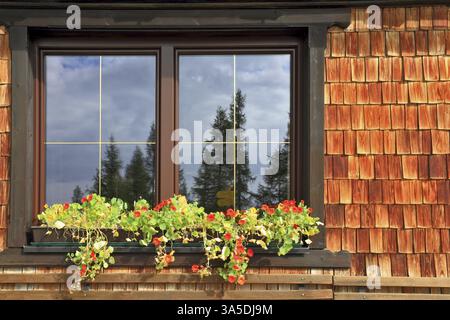 Dachstein riesiger Touristenkomplex in den österreichischen Alpen. Malerisches, beliebtes Café-Fenster mit Blumentöpfen Stockfoto