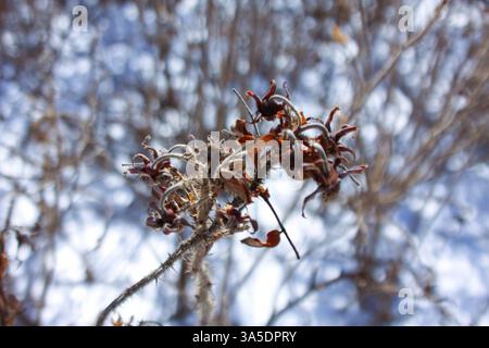 Gefrorene Hagebutten im SnowCloseup einer gefrorenen Hagebuttenblüte. Es gibt einen schneebedeckten Hintergrund. Das ist am Ufer des Lake Michigan in Gladstone. Stockfoto