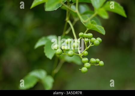 Causonis trifolia, oder Buschtraube, ist eine schnell wachsende Pflanze mit dreieckigen, glänzenden Blättern, grünlich-gelben Blüten und kleinen, traubenähnlichen Beeren Stockfoto