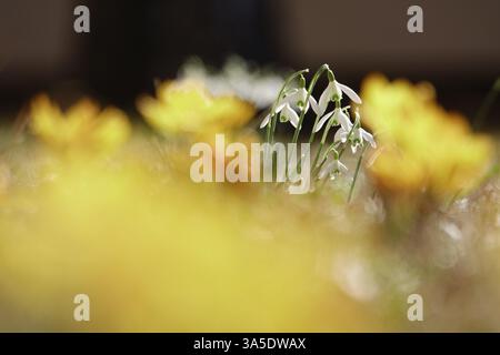 Schneeglöckchen auf einer Krokuswiese, März, Deutschland, Europa Stockfoto