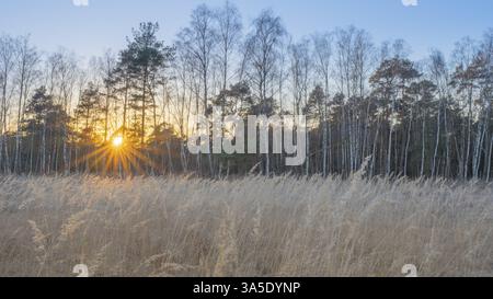 Hinterleuchtung von getrockneten Gräsern im Moor, Sonnenstrahl, Neustadt am Ruebenberge, Hannover, Niedersachsen, Deutschland, Europa Stockfoto