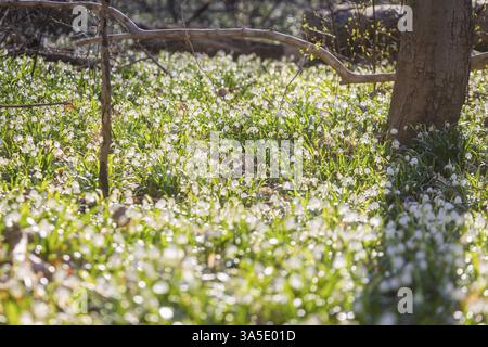Frühlingsschneeflocken (Leucojum vernum) blühen in einem Auenwald in Petzschwitz, Pretzschwitz, Sachsen, Deutschland, Europa Stockfoto