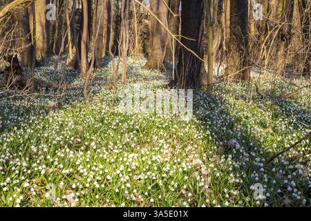 Frühlingsschneeflocken (Leucojum vernum) blühen in einem Auenwald in Petzschwitz, Pretzschwitz, Sachsen, Deutschland, Europa Stockfoto