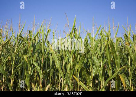 Maisfeld (Zea mays subsp. Mays), Niedersachsen, Deutschland, Europa Stockfoto