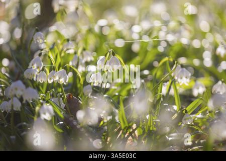 Frühlingsschneeflocken (Leucojum vernum) blühen in einem Auenwald in Petzschwitz, Pretzschwitz, Sachsen, Deutschland, Europa Stockfoto