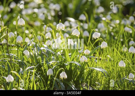 Frühlingsschneeflocken (Leucojum vernum) blühen in einem Auenwald in Petzschwitz, Pretzschwitz, Sachsen, Deutschland, Europa Stockfoto
