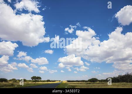 Entlang der Straße niedrige Bäume und gelbliches Gras. Flauschige Wolken über der flachen Ebene. Die gute Asphaltstraße in Namibia Stockfoto