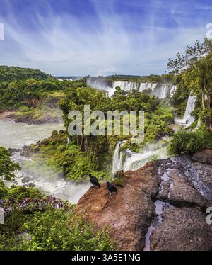 Die berühmten schwarzen Andenkondore liegen am Rand des Feldes. Malerische basaltische Felsvorsprünge bilden die berühmten Wasserfälle. Wasserfälle Iguazu. Das Konzept o Stockfoto