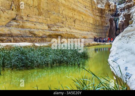 Marschgras wächst in stillen Gewässern der Quelle Zin in der Negev-Wüste. Sonniger Frühlingstag. Creek Zin fließt durch den Canyon ein Avdat das Konzept des Stockfoto