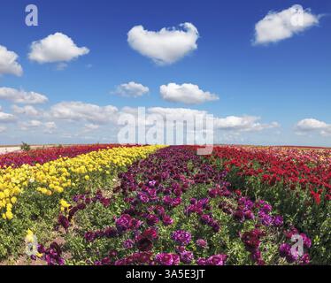 Endlose Felder mit violetten, gelben und roten Blumen. Frühling auf einem Bauernhof zum Anbau von Butterblumen-Garten Stockfoto