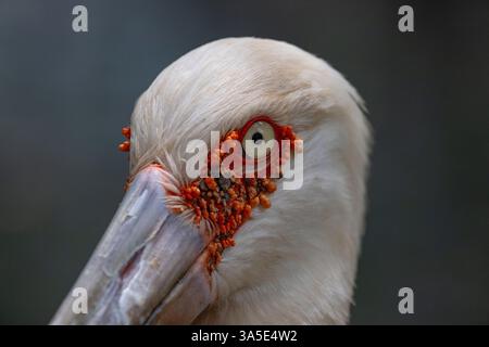 Nahaufnahme eines Orientalischen Storchs (Ciconia boyciana), Kolumbien Stockfoto