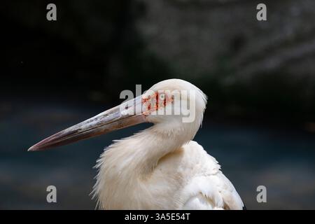 Nahaufnahme eines Orientalischen Storchs (Ciconia boyciana), Kolumbien Stockfoto