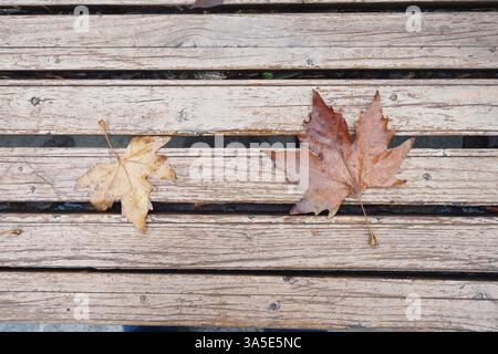 Bunte Herbstblätter ruhen auf einer Holzbank im Park Stockfoto