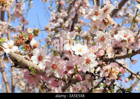 Blumen locken Bienen an. Weiße und rosafarbene Mandelblüten mit gelben Staubblättern vor einem klaren blauen Himmel. Wunderbarer Frühlingstag in Israel. Wunderschöner Mandelhain Stockfoto