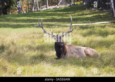 Toller Safaripark Omega in der Nähe von Montreal. Edler, großer Hirsch, der im Gras liegt Stockfoto