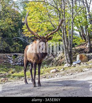 Schöner grüner Wald. Safari Park Omega in der Nähe von Montreal. Kanadische Hirsche stehen auf der Schiene für Besucher Stockfoto