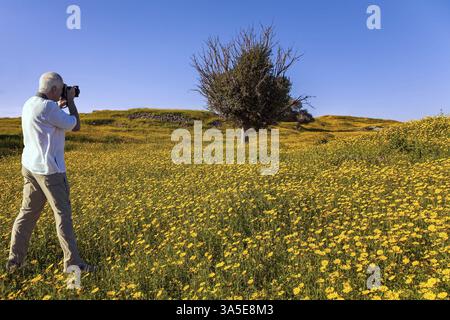 Ein älterer Mann fotografiert eine wunderschöne Landschaft. Frühlingsblüte der Negev-Wüste in Israel. Frühlingsblumenfelder in der hellen Südsonne Stockfoto