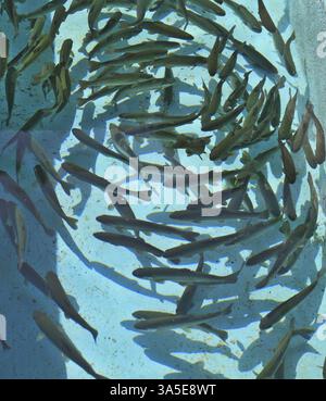 Die Fischherde in einem großen Aquarium. Im Wasser reflektierte Lichtflecken Stockfoto